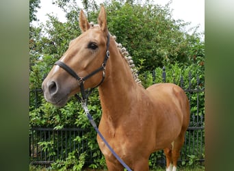 Weitere Warmblüter Mix, Wallach, 3 Jahre, 160 cm, Palomino