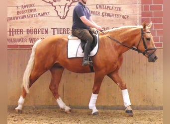 Weitere Warmblüter Mix, Wallach, 3 Jahre, 160 cm, Palomino