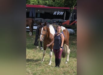 Weitere Warmblüter, Wallach, 3 Jahre, 160 cm, Schecke