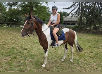 Weitere Warmblüter, Wallach, 3 Jahre, 160 cm, Schecke
