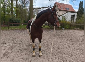 Weitere Warmblüter, Wallach, 3 Jahre, 160 cm, Schecke