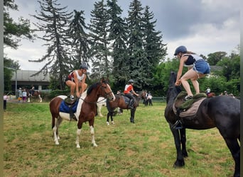 Weitere Warmblüter, Wallach, 3 Jahre, 160 cm, Schecke