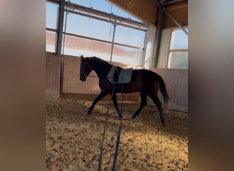 Weitere Warmblüter, Wallach, 3 Jahre, 160 cm, Schimmel