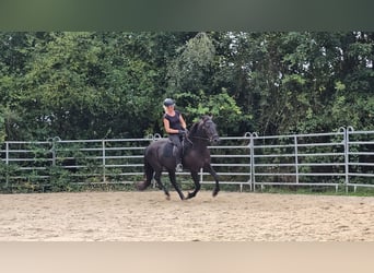 Weitere Warmblüter Mix, Wallach, 3 Jahre, 161 cm, Rappe