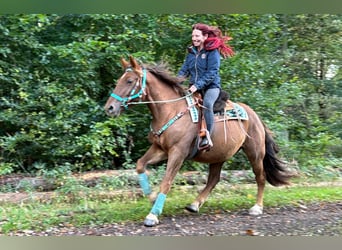 Weitere Warmblüter, Wallach, 3 Jahre, 162 cm, Dunkelfuchs