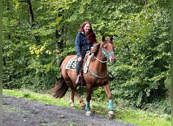 Weitere Warmblüter, Wallach, 3 Jahre, 162 cm, Dunkelfuchs