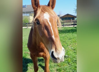 Weitere Warmblüter, Wallach, 3 Jahre, 162 cm