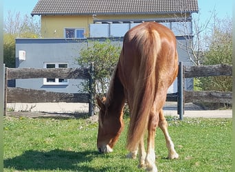 Weitere Warmblüter, Wallach, 3 Jahre, 162 cm