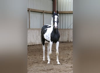 Weitere Warmblüter, Wallach, 3 Jahre, 162 cm, Schecke