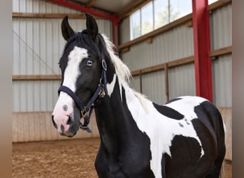 Weitere Warmblüter, Wallach, 3 Jahre, 162 cm, Schecke
