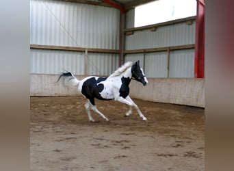Weitere Warmblüter, Wallach, 3 Jahre, 162 cm, Schecke