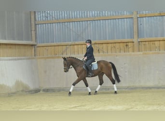 Weitere Warmblüter, Wallach, 3 Jahre, 163 cm, Brauner