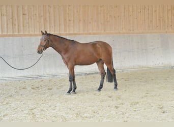 Weitere Warmblüter, Wallach, 3 Jahre, 163 cm, Brauner
