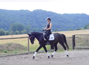Weitere Warmblüter, Wallach, 3 Jahre, 164 cm, Rappschimmel