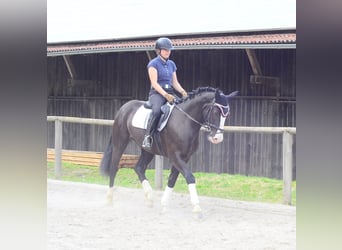 Weitere Warmblüter, Wallach, 3 Jahre, 165 cm, Rappe