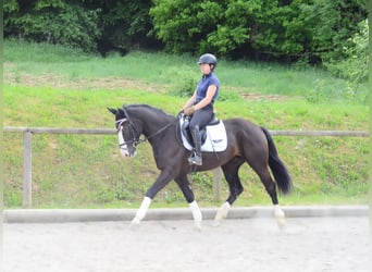 Weitere Warmblüter, Wallach, 3 Jahre, 165 cm, Rappe