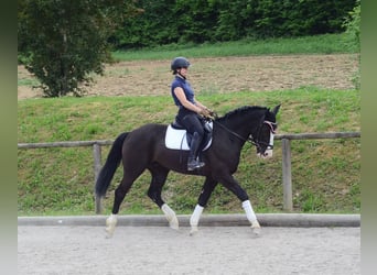 Weitere Warmblüter, Wallach, 3 Jahre, 165 cm, Rappe