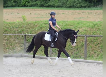 Weitere Warmblüter, Wallach, 3 Jahre, 165 cm, Rappe
