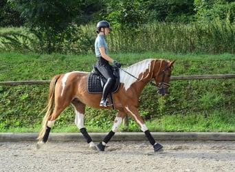 Weitere Warmblüter, Wallach, 3 Jahre, 165 cm, Schecke