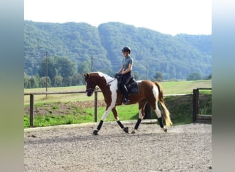 Weitere Warmblüter, Wallach, 3 Jahre, 165 cm, Schecke