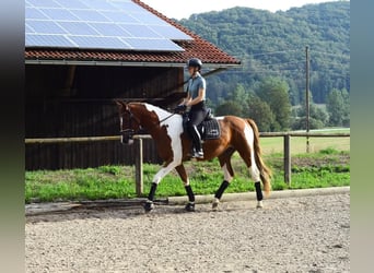 Weitere Warmblüter, Wallach, 3 Jahre, 165 cm, Schecke