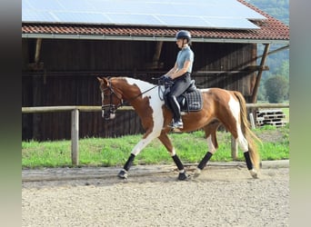 Weitere Warmblüter, Wallach, 3 Jahre, 165 cm, Schecke