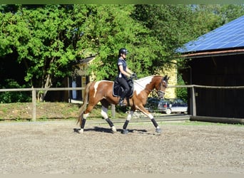 Weitere Warmblüter, Wallach, 3 Jahre, 165 cm, Schecke
