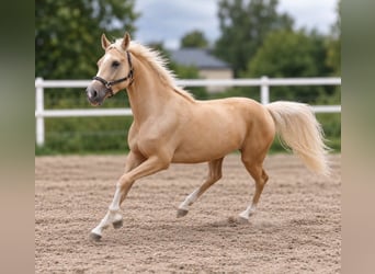 Weitere Warmblüter, Wallach, 3 Jahre, 166 cm, Palomino