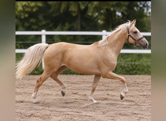 Weitere Warmblüter, Wallach, 3 Jahre, 166 cm, Palomino