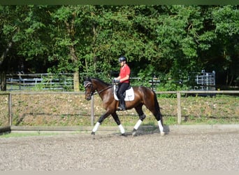 Weitere Warmblüter, Wallach, 3 Jahre, 167 cm, Brauner