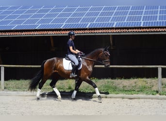 Weitere Warmblüter, Wallach, 3 Jahre, 167 cm, Brauner