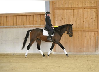 Weitere Warmblüter, Wallach, 3 Jahre, 167 cm, Dunkelbrauner