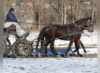 Weitere Warmblüter, Wallach, 3 Jahre, 167 cm, Rappe