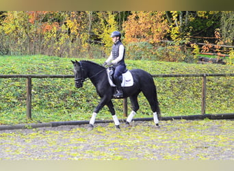 Weitere Warmblüter, Wallach, 3 Jahre, 167 cm, Rappe