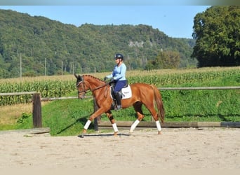 Weitere Warmblüter, Wallach, 3 Jahre, 168 cm, Fuchs