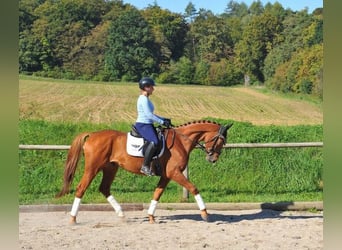 Weitere Warmblüter, Wallach, 3 Jahre, 168 cm, Fuchs