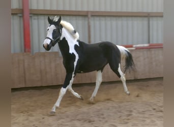 Weitere Warmblüter, Wallach, 3 Jahre, 168 cm, Schecke
