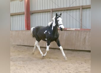 Weitere Warmblüter, Wallach, 3 Jahre, 168 cm, Schecke