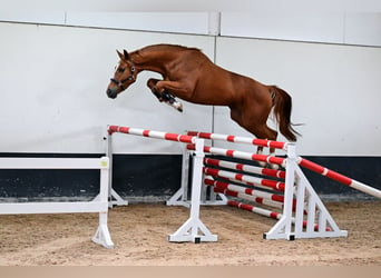 Weitere Warmblüter, Wallach, 3 Jahre, 169 cm, Brauner