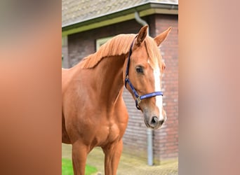 Weitere Warmblüter, Wallach, 3 Jahre, 169 cm, Brauner