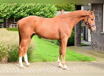 Weitere Warmblüter, Wallach, 3 Jahre, 169 cm, Brauner