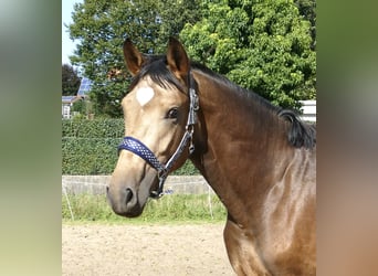Weitere Warmblüter, Wallach, 3 Jahre, 170 cm, Buckskin