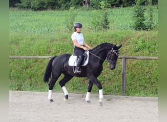 Weitere Warmblüter, Wallach, 3 Jahre, 170 cm, Rappe