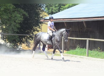 Weitere Warmblüter, Wallach, 3 Jahre, 170 cm, Schimmel