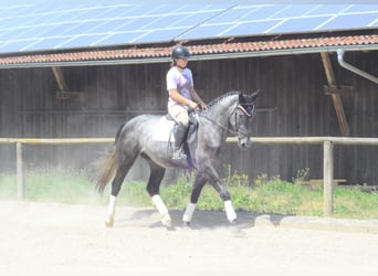 Weitere Warmblüter, Wallach, 3 Jahre, 170 cm, Schimmel