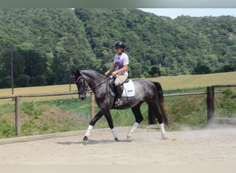 Weitere Warmblüter, Wallach, 3 Jahre, 170 cm, Schimmel