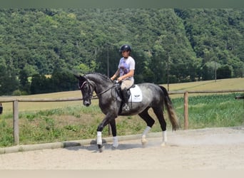 Weitere Warmblüter, Wallach, 3 Jahre, 170 cm, Schimmel