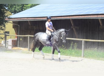 Weitere Warmblüter, Wallach, 3 Jahre, 170 cm, Schimmel