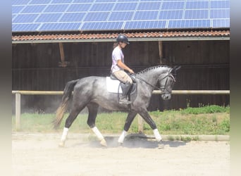 Weitere Warmblüter, Wallach, 3 Jahre, 170 cm, Schimmel