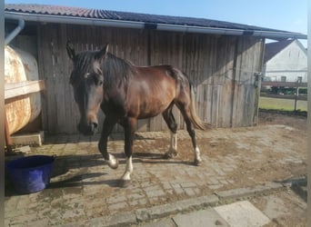 Weitere Warmblüter Mix, Wallach, 3 Jahre, 171 cm, Brauner